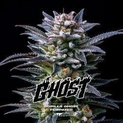 GORILLA GHOST · BSF Seeds ·...