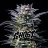 GORILLA GHOST · BSF Seeds · cannabis seeds · Fem