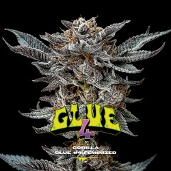 GORILLA GLUE 4 · BSF Seeds...