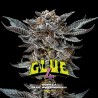 GORILLA GLUE 4 · BSF Seeds · cannabis seeds · Fem