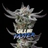 GORILLA GLUE FASTER · BSF Seeds · cannabis seeds · Fem
