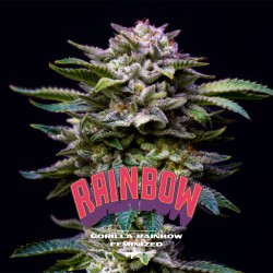 GORILLA RAINBOW · BSF Seeds...