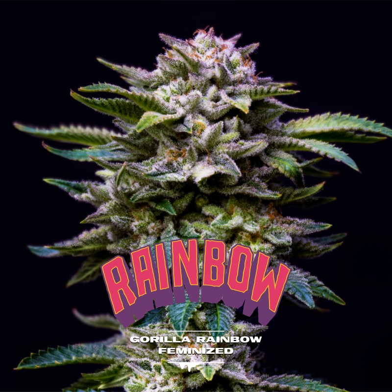 GORILLA RAINBOW · BSF Seeds · cannabis seeds · Fem