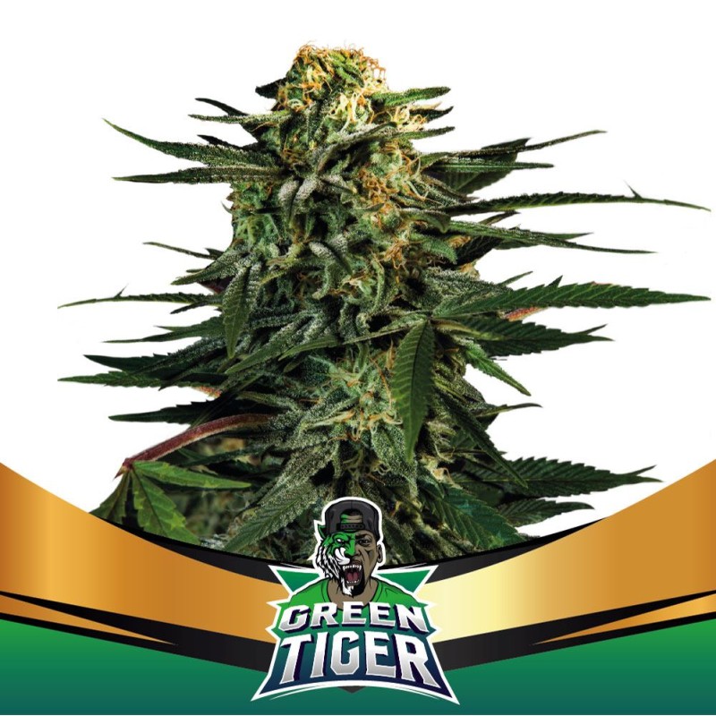 GREEN TIGER FAST VERSION · BSF Seeds · cannabis seeds · Fem