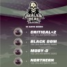 DEALER DEAL XXL AUTOMIX · BSF Seeds · cannabis seeds · AutoFem