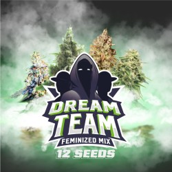 DREAM TEAM FEMINIZED MIX·...