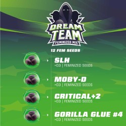 DREAM TEAM FEMINIZED MIX· BSF Seeds · cannabis seeds · Fem