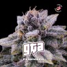GTA · BSF Seeds · kenevir tohum · Fem