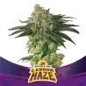 LEBRON HAZE · BSF Seeds · cannabis seeds · Fem