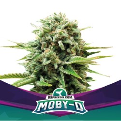 MOBY-D · BSF Seeds ·...