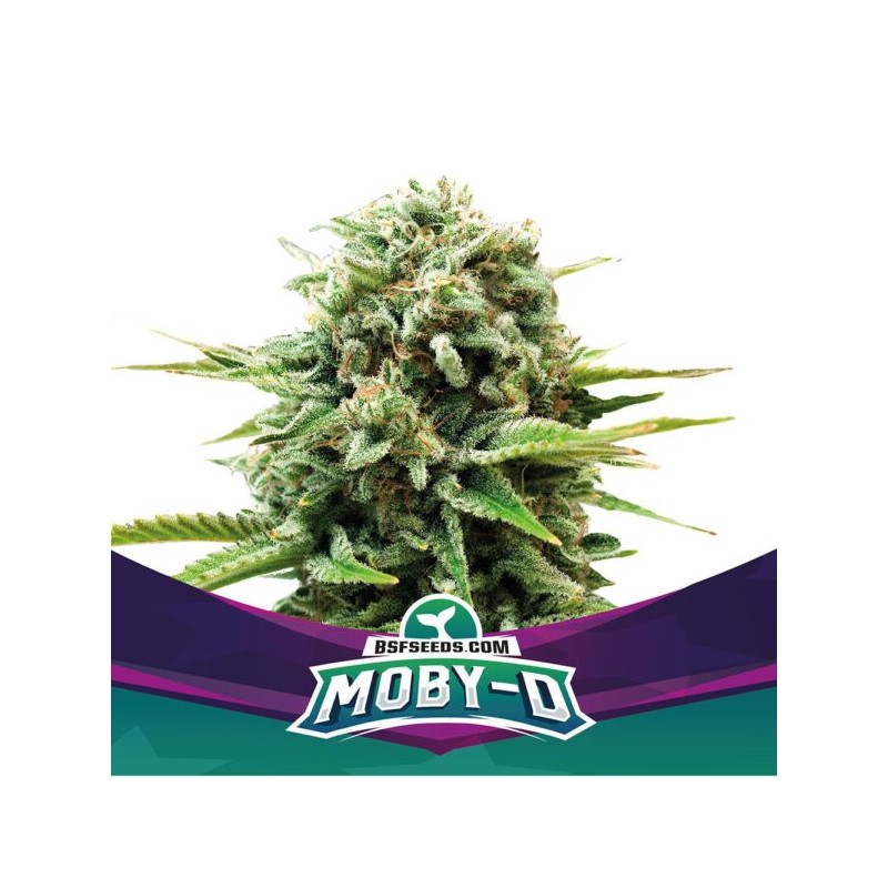 MOBY-D · BSF Seeds · cannabis seeds · Fem