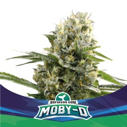 MOBY-D XXL AUTO · BSF Seeds...
