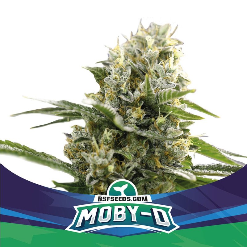 MOBY-D XXL AUTO · BSF Seeds · kenevir tohum · AutoFem