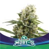 MOBY-D XXL AUTO · BSF Seeds · cannabis seeds · AutoFem