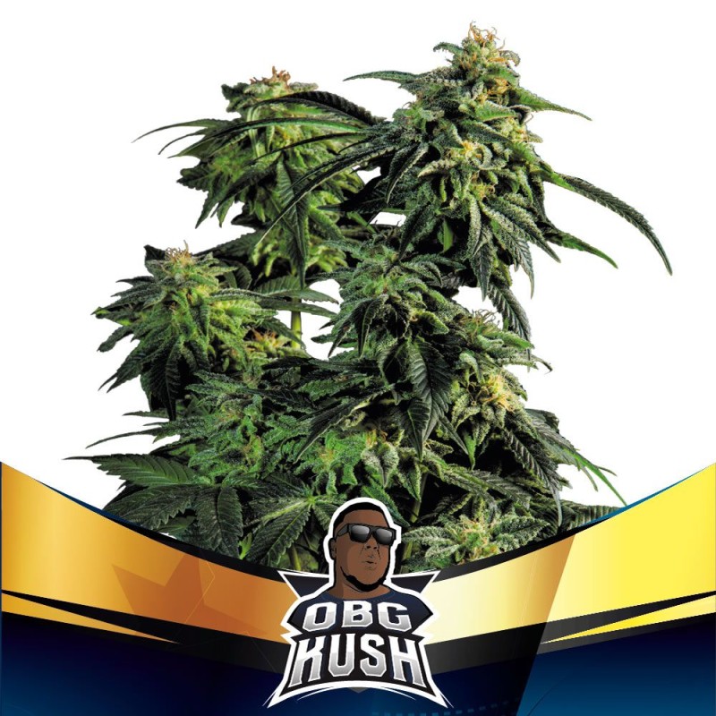 OBG KUSH FAST VERSION · BSF Seeds · cannabis seeds · Fem