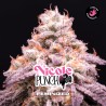 NICOLE PUNCH · BSF Seeds · cannabis seeds · Fem