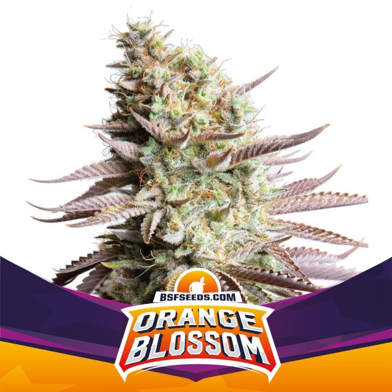 ORANGE BLOSSOM · BSF Seeds · cannabis seeds · Fem