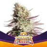 ORANGE BLOSSOM · BSF Seeds · cannabis seeds · Fem