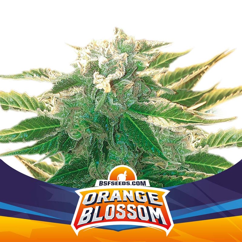 ORANGE BLOSSOM XXL AUTO · BSF Seeds · cannabis seeds · AutoFem