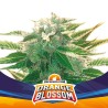 ORANGE BLOSSOM XXL AUTO · BSF Seeds · kenevir tohum · AutoFem
