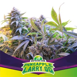 PINEAPPLE LARRY OG · BSF...