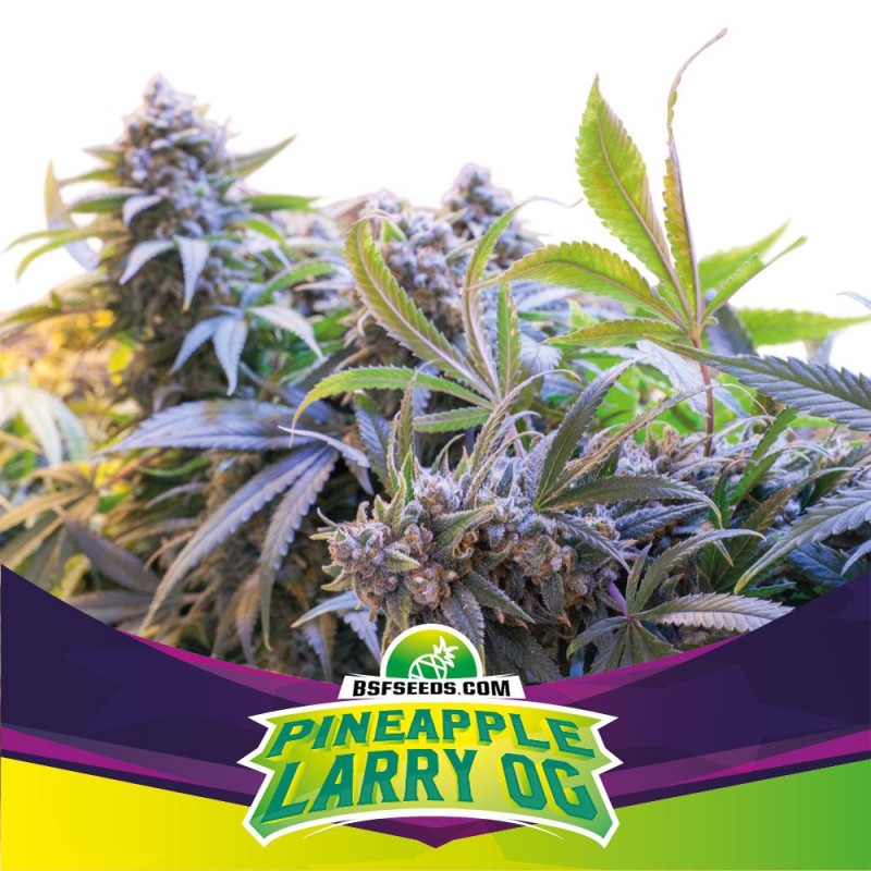 PINEAPPLE LARRY OG · BSF Seeds · cannabis seeds · Fem