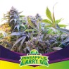 PINEAPPLE LARRY OG · BSF Seeds · cannabis seeds · Fem