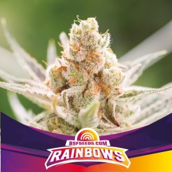 RAINBOWS · BSF Seeds ·...