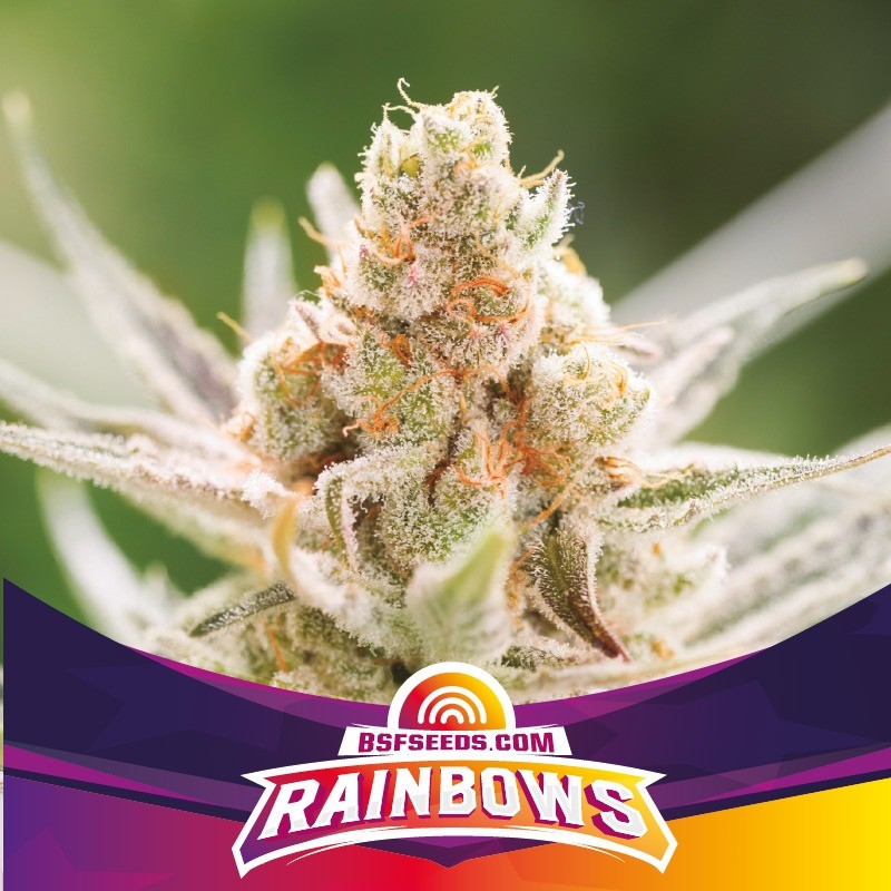 RAINBOWS · BSF Seeds · cannabis seeds · Fem