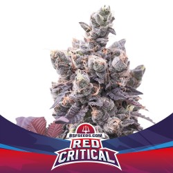 RED CRITICAL AUTO · BSF...