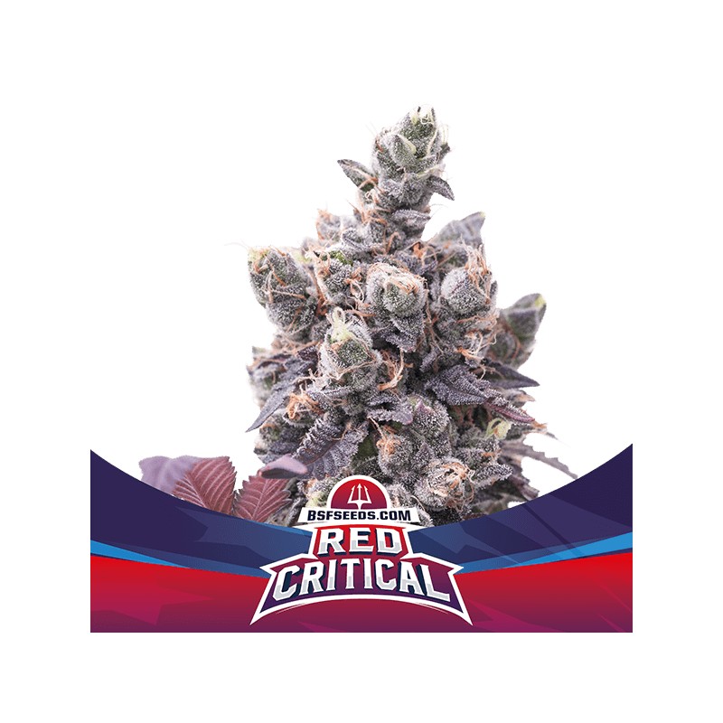 RED CRITICAL AUTO · BSF Seeds · cannabis seeds · AutoFem