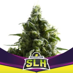 SLH - SUPER LEMON HAZE ·...