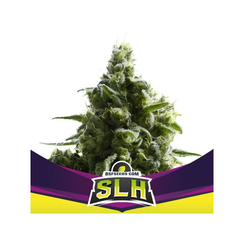 SLH - SUPER LEMON HAZE · BSF Seeds · cannabis seeds · Fem