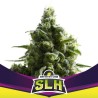 SLH - SUPER LEMON HAZE · BSF Seeds · cannabis seeds · Fem