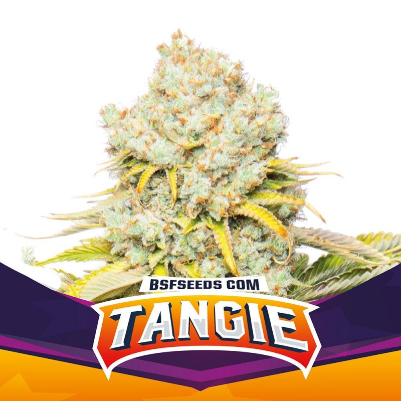 TANGIE · BSF Seeds · cannabis seeds · Fem