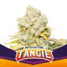 TANGIE · BSF Seeds · cannabis seeds · Fem