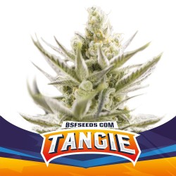 TANGIE XXL AUTO · BSF Seeds...