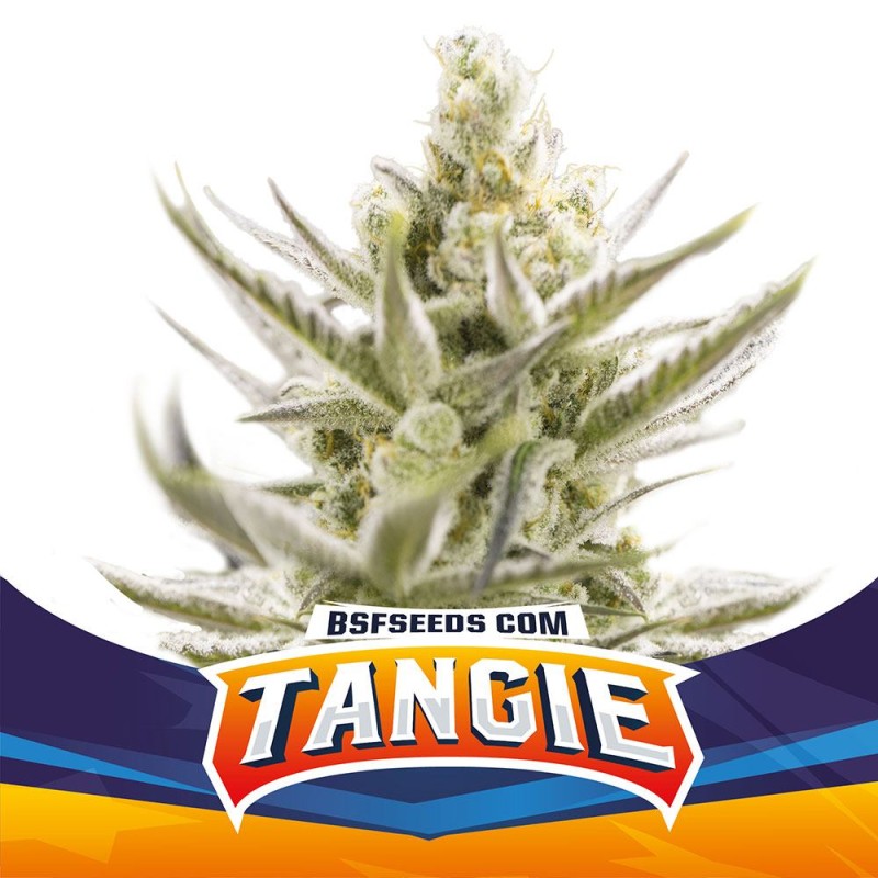 TANGIE XXL AUTO · BSF Seeds · cannabis seeds · AutoFem