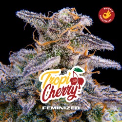 TROPICHERRY · BSF Seeds ·...