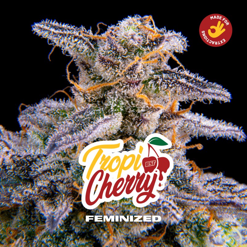 TROPICHERRY · BSF Seeds · cannabis seeds · Fem