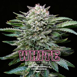 WHITE GORILLA · BSF Seeds ·...