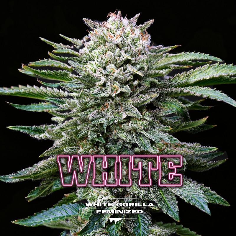 WHITE GORILLA · BSF Seeds · cannabis seeds · Fem