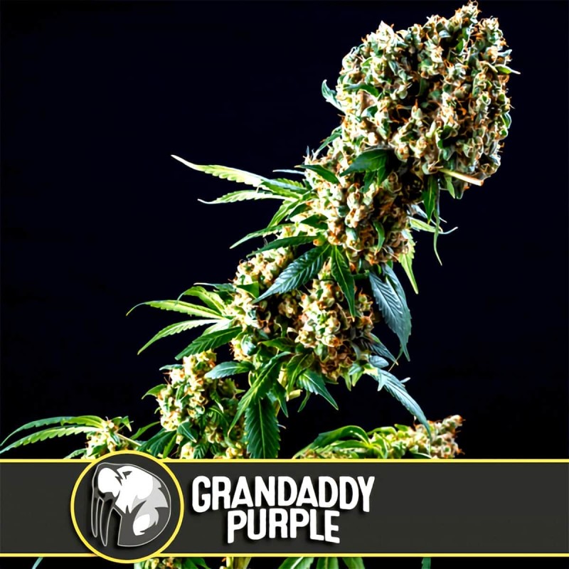 Grandaddy Purple · Blimburn Seeds · kenevir tohum · Disi · Fem