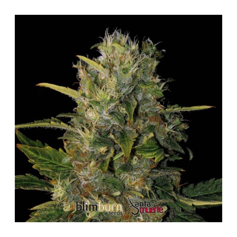 Santa Muerte FB · Blimburn Seeds · cannabis seeds · Fem