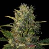 Santa Muerte FB · Blimburn Seeds · kenevir tohum · Disi · Fem