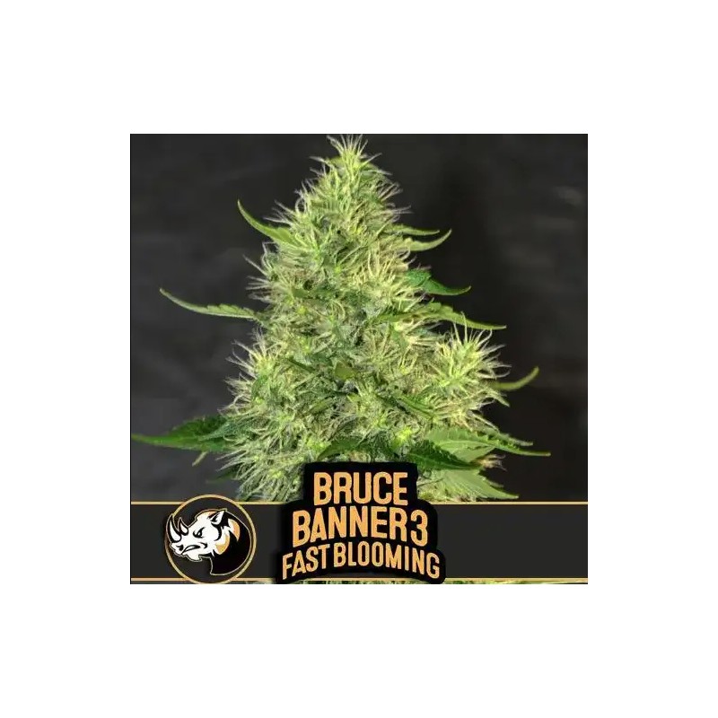 Bruce Banner 3 FB · Blimburn Seeds · kenevir tohum · Disi · Fem