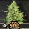 Bruce Banner 3 FB · Blimburn Seeds · kenevir tohum · Disi · Fem