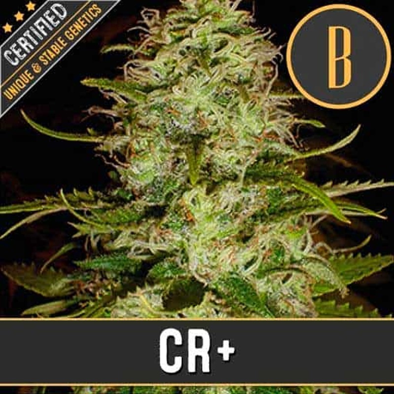 CR+ · Blimburn Seeds · cannabis seeds · Fem