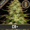 CR+ · Blimburn Seeds · kenevir tohum · Disi · Fem