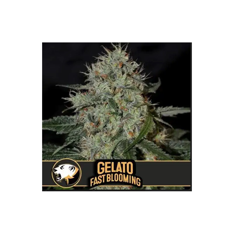 Gelato FB · Blimburn Seeds · kenevir tohum · Disi · Fem